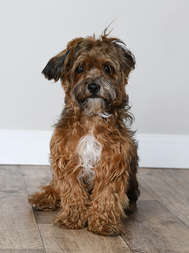 Foto von Balou