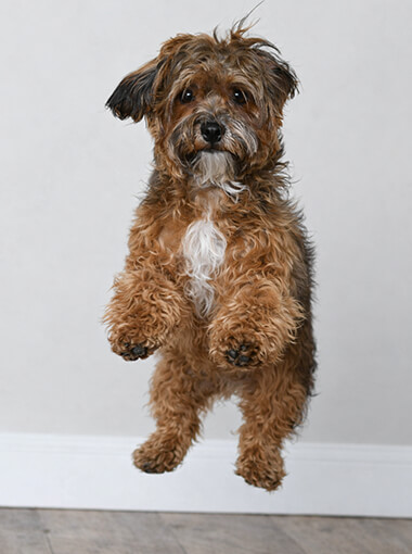 Foto von Balou